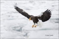 Stellers-Sea-Eagle;Stellers-Sea-Eagle;Eagle;Sea-Eagle;Haliaeetus-pelagicus;Japan